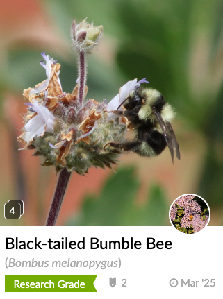 Black-tailed bumble bee