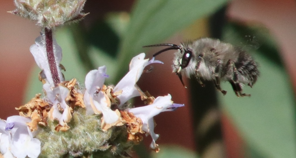 photo of California Mountain Digger Bee on Salvia flower