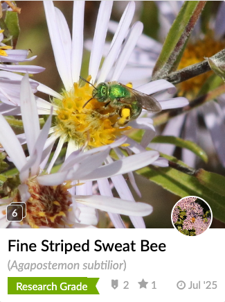 Fine striped sweat bee