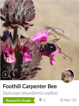 Foothill carpenter bee