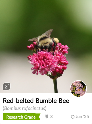 Red-belted bumble bee