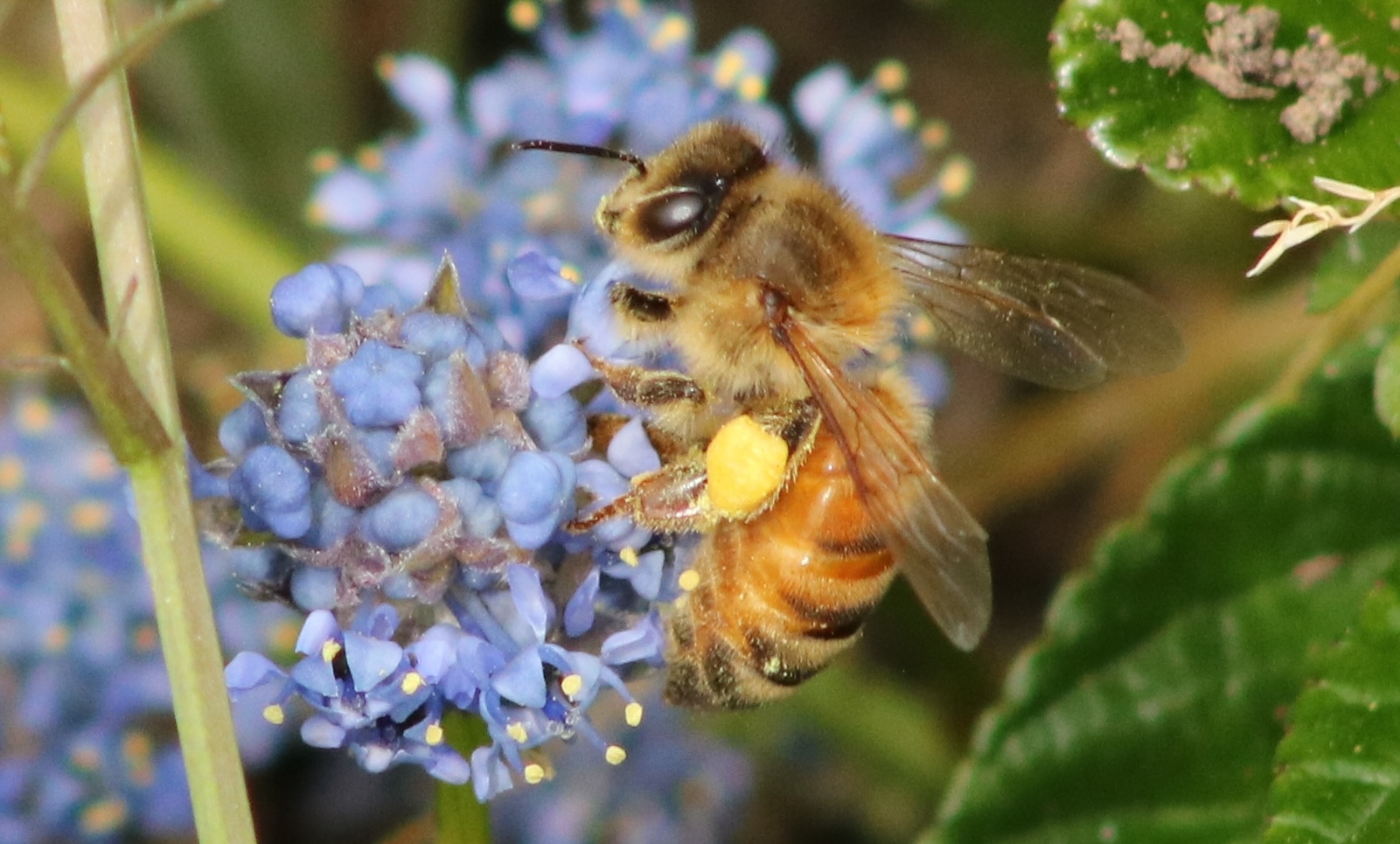 photo of honey bee in my garden