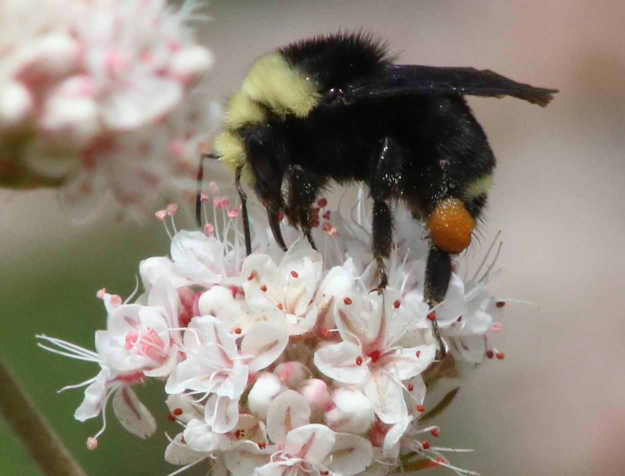 photo of yellow-faced bumble bee on buckwheat flower